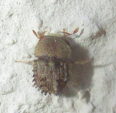 Styracoptinus