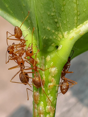 Oecophylla smaragdina