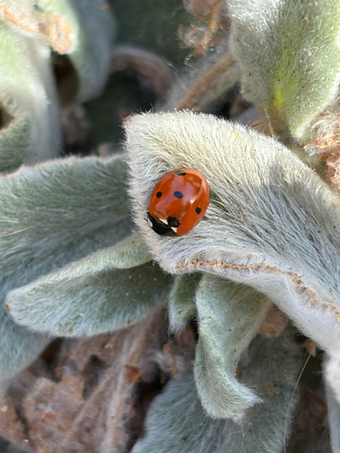 Seven-spotted Lady Beetle