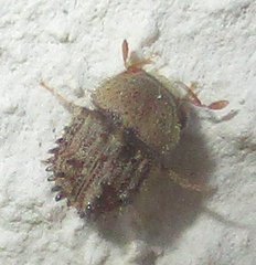 Styracoptinus
