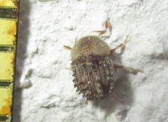 Styracoptinus