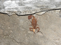 Centruroides limpidus