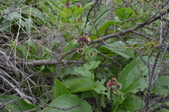 Solenanthus circinnatus