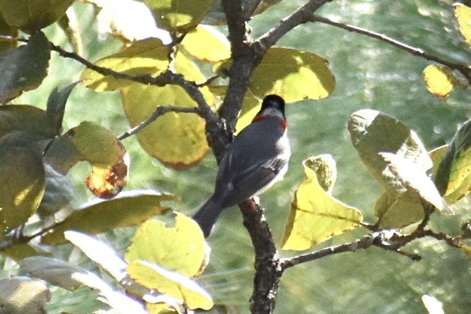 Red-faced Warbler (Cardellina rubrifrons), photo 1