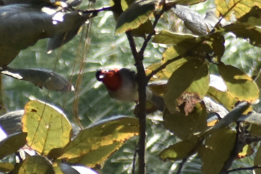 Red-faced Warbler (Cardellina rubrifrons), photo 2