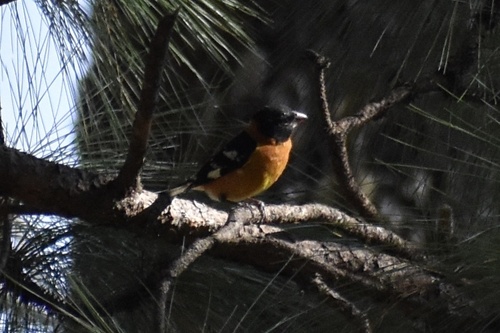 Black-headed Grosbeak (Pheucticus melanocephalus), photo 5