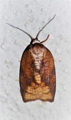 Amorbia monteverde