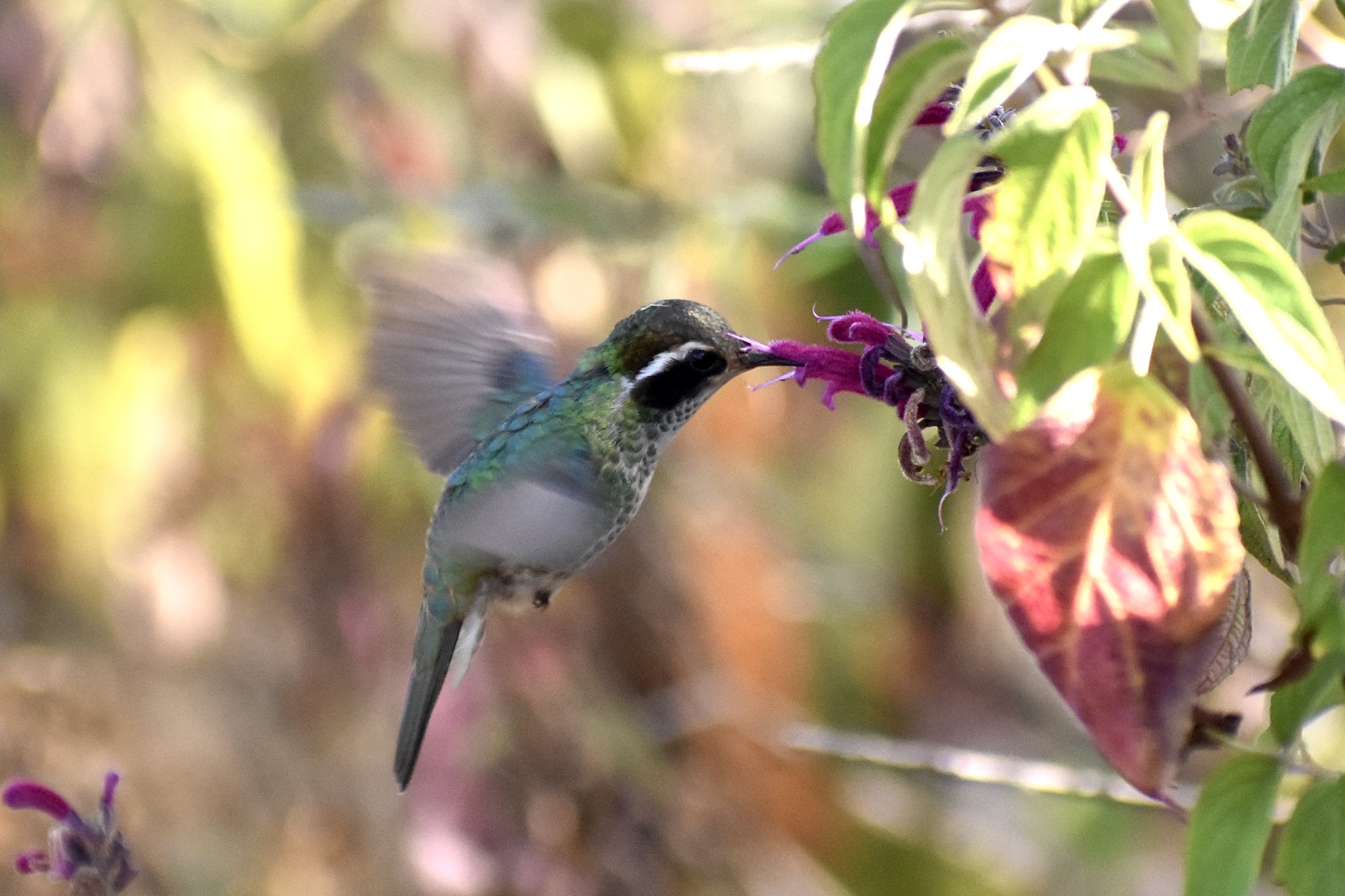 White-eared Hummingbird (Basilinna leucotis), photo 6