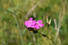 Dianthus borbasii