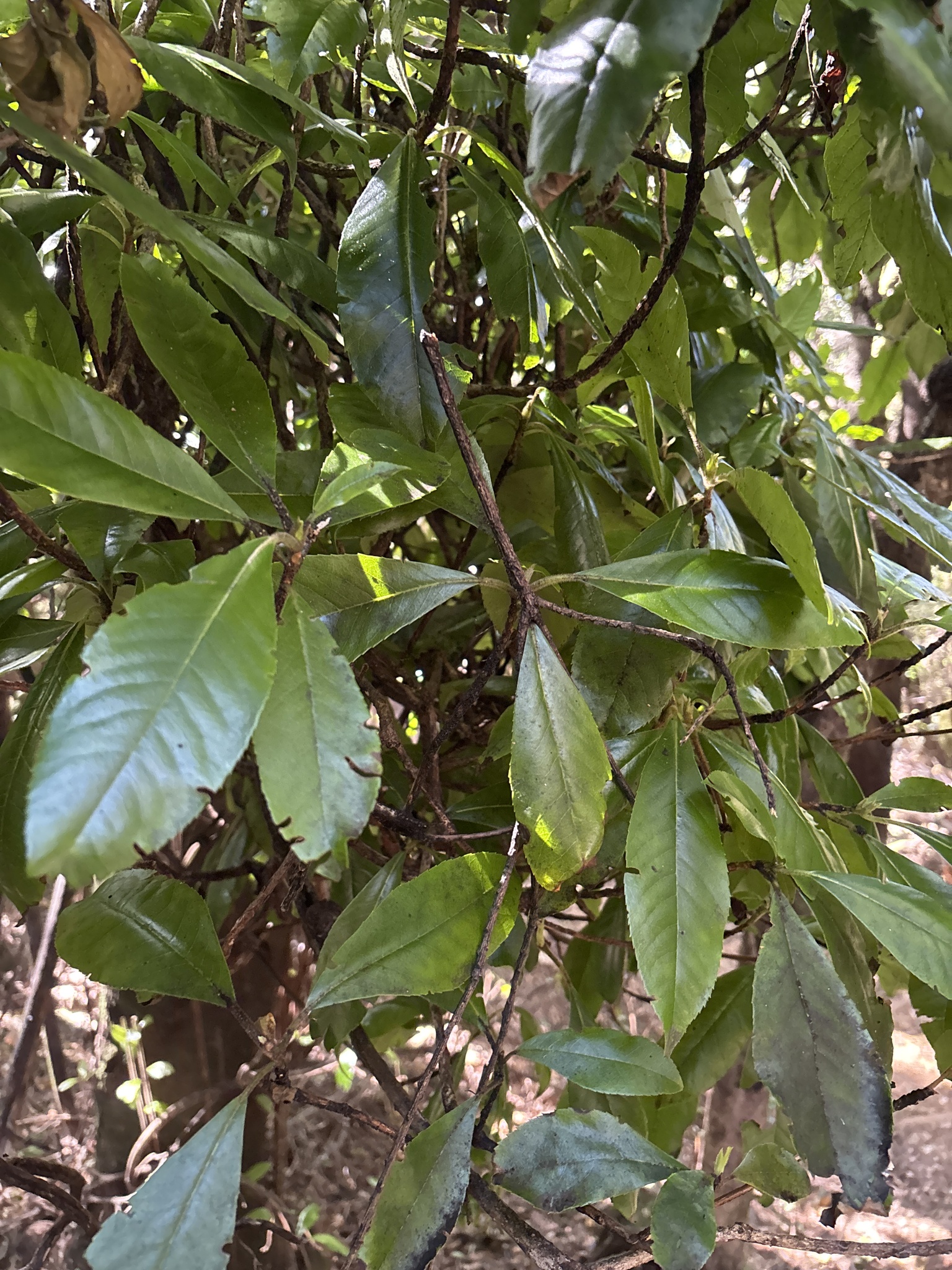 Lily Of The Valley Tree (Clethra arborea)