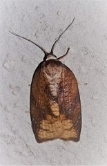 Amorbia monteverde