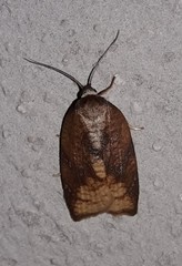 Amorbia monteverde