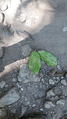 Isonandra perrottetiana