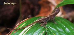 Anolis uniformis
