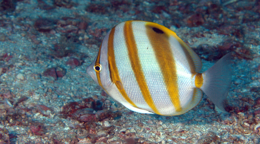 Butterflyfish (Parachaetodon ocellatus) — Chaetodontidae