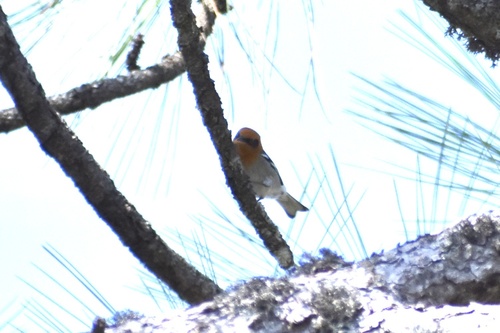 Olive Warbler (Peucedramus taeniatus), photo 2