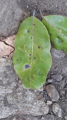 Isonandra perrottetiana