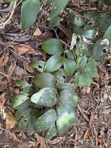 Ruscus streptophyllus, photograph 2