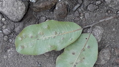 Isonandra perrottetiana