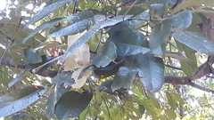 Isonandra perrottetiana