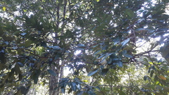 Isonandra perrottetiana