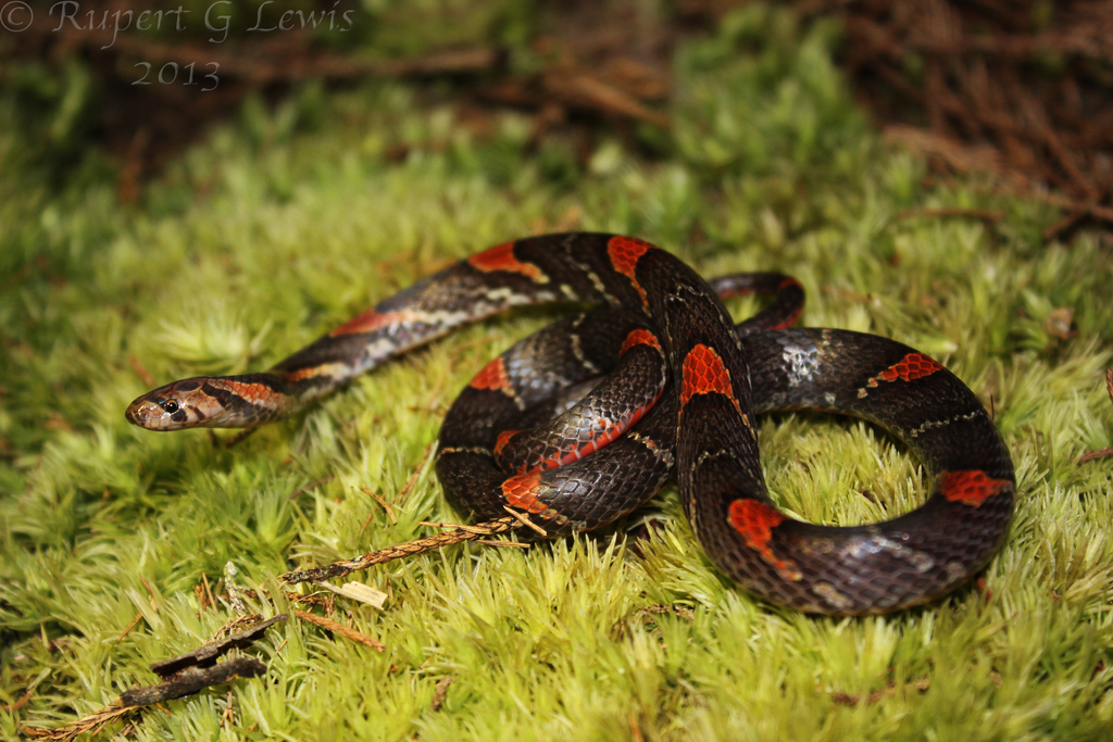Barred Kukri Snake