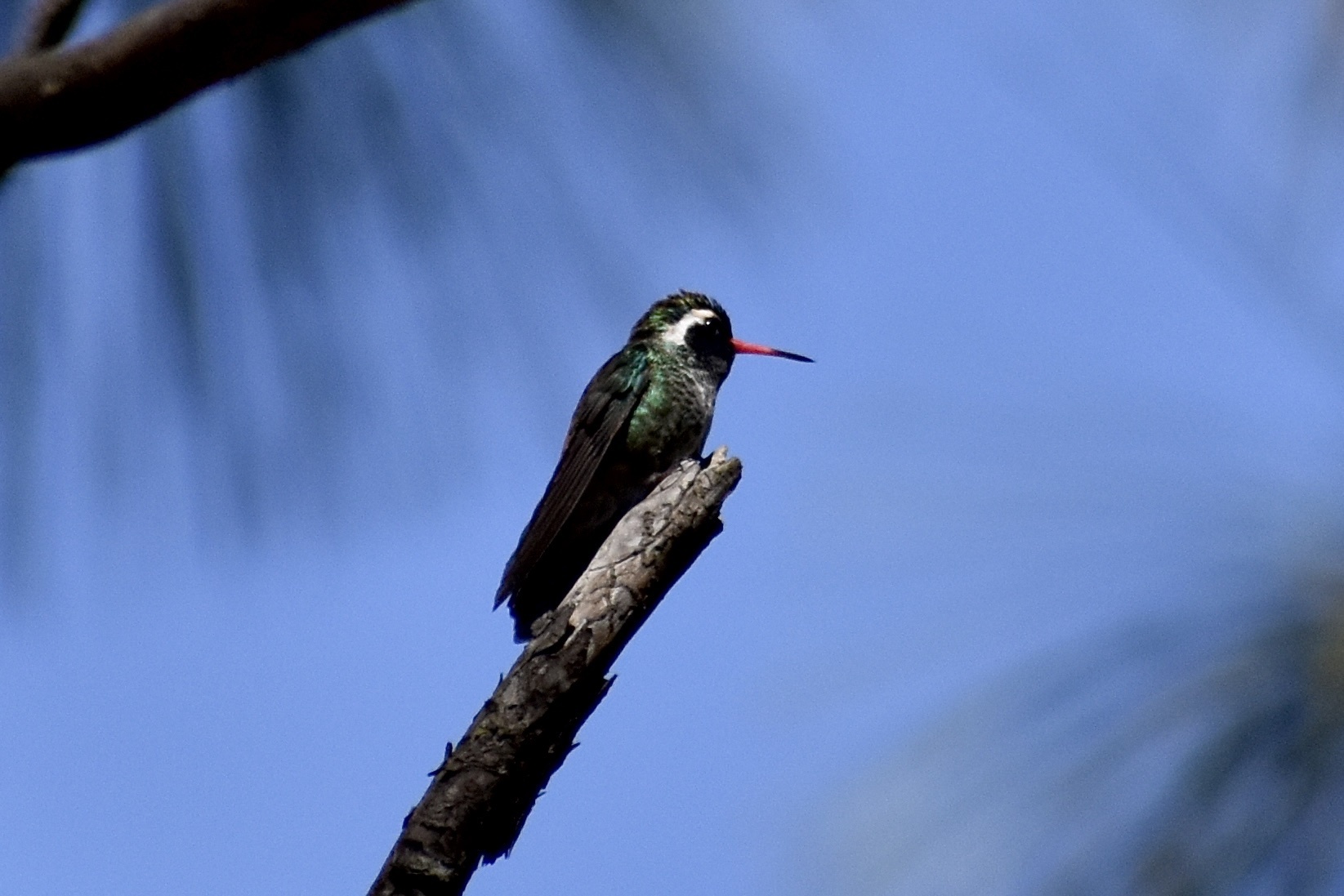 White-eared Hummingbird (Basilinna leucotis), photo 5