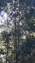 Isonandra perrottetiana