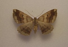 Cleora scriptaria