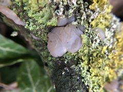 Exidia thuretiana