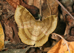 Erastria decrepitaria