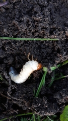 Coleoptera