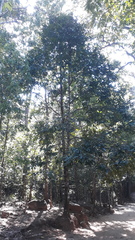 Isonandra perrottetiana