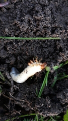 Coleoptera