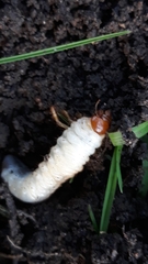 Coleoptera