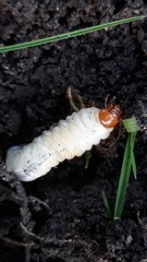 Coleoptera
