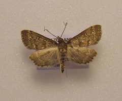 Proternia philocapna