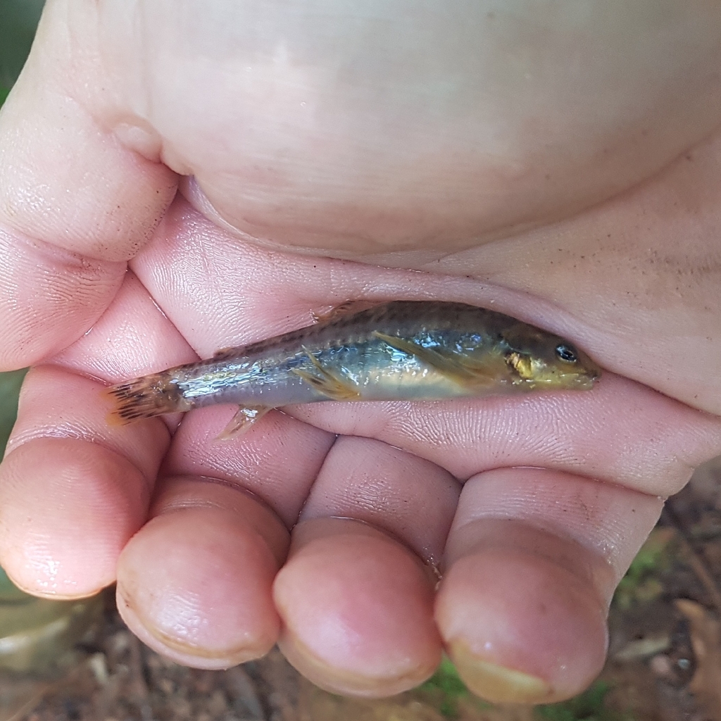 Characidium gomesi