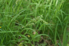 Melica picta