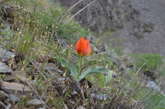 Tulipa greigii