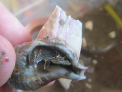 Pagurus novizealandiae