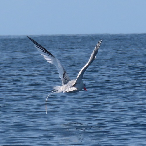 Red-billed Tropicbird (Phaethon aethereus)