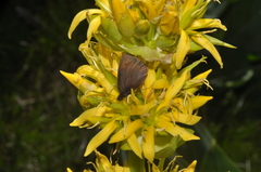 Erebia epiphron