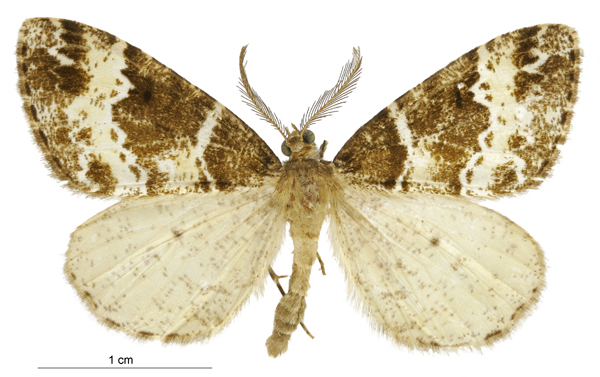 Pseudocoremia fluminea
