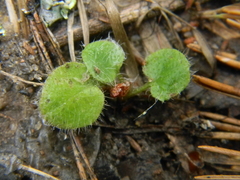 Hieracium sylvularum