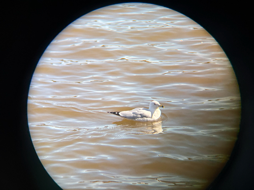 Ring-billed Gull