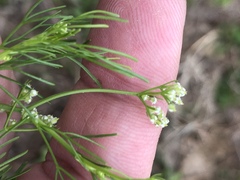 Spermolepis echinata
