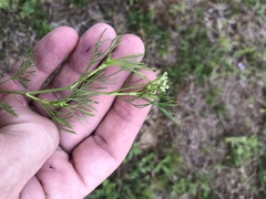 Spermolepis echinata