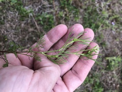 Spermolepis echinata