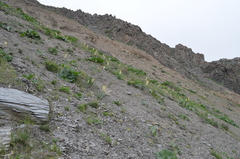 Eremurus lactiflorus